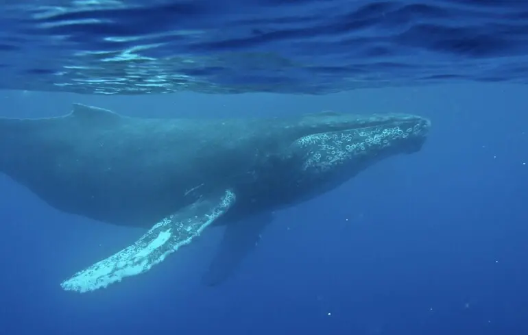 Вчені виявили найдавніший запис мелодії горбатого кита, що дозволяє почути, як звучать їхні пісні. Запис доступний для прослуховування онлайн. 1