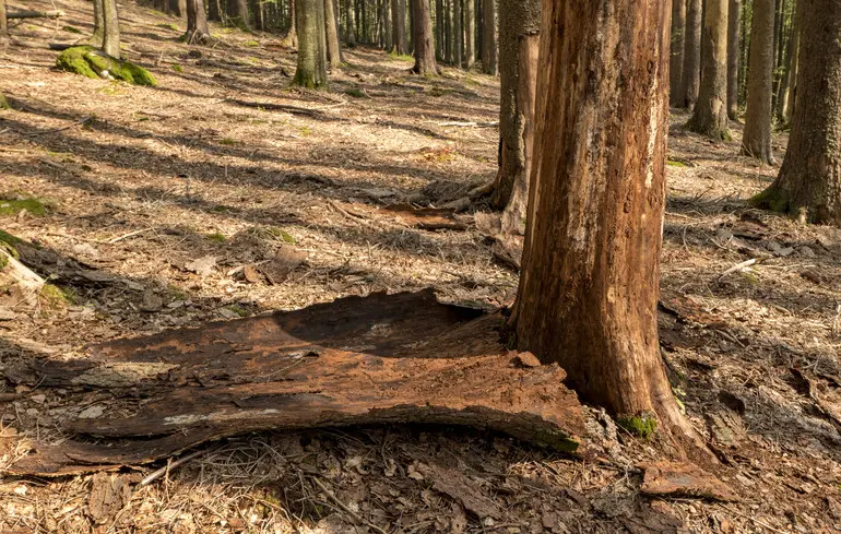 Вчені зафіксували, що найбільша кількість рослин на планеті зростає в певних регіонах, і після 2010 року спостерігається прискорення їхнього зміщення. 1