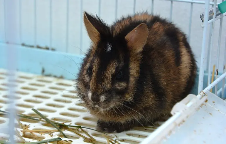 Зафіксовано одного з найунікальніших кроликів у світі - смугасту істоту виявили в горах Південно-Східної Азії. 1