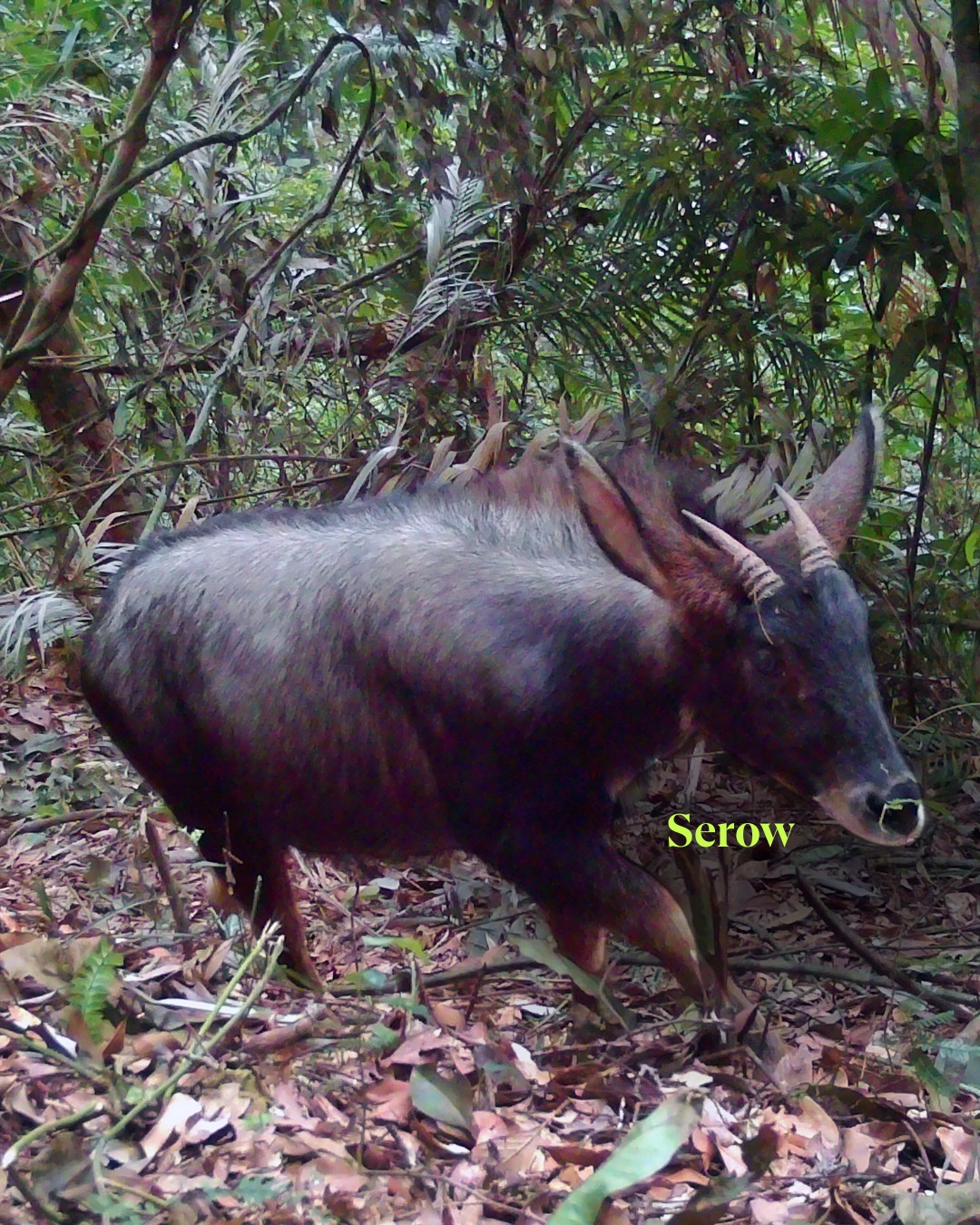 Зафіксовано одного з найунікальніших кроликів у світі - смугасту істоту виявили в горах Південно-Східної Азії. 3