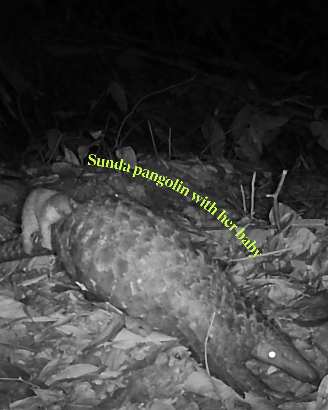 Зафіксовано одного з найунікальніших кроликів у світі - смугасту істоту виявили в горах Південно-Східної Азії. 4