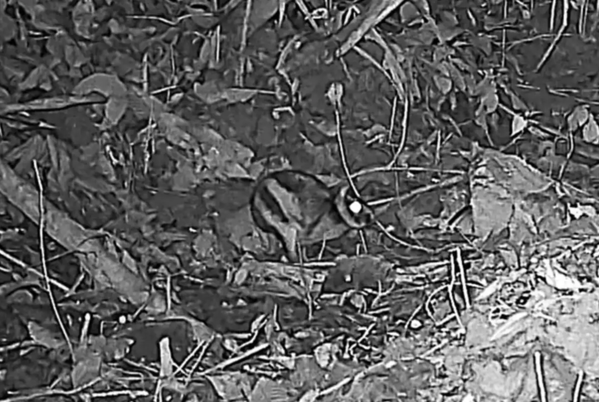 Зафіксовано одного з найунікальніших кроликів у світі - смугасту істоту виявили в горах Південно-Східної Азії. 2