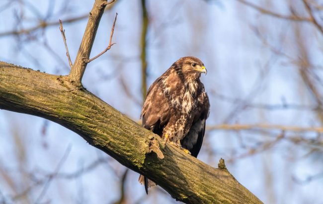 Загинуло до 80% популяції: які птахи найбільше постраждали від морозів в Україні 1