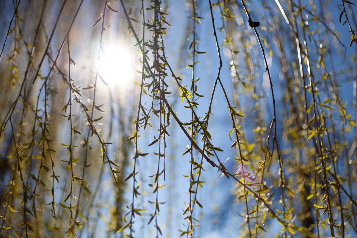Завтра в Києві стане тепліше: прогноз на 24 березня
