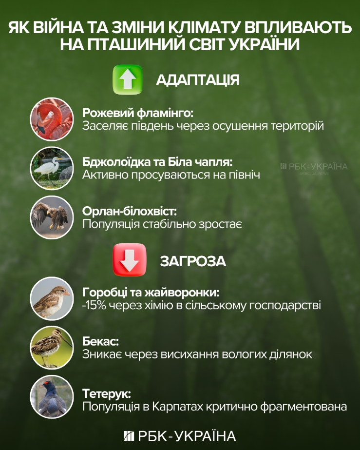 Звичні сусіди зникають: як клімат впливає на птахів України і хто вже "переселився" 2