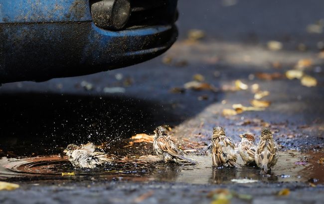 Звичні сусіди зникають: як клімат впливає на птахів України і хто вже "переселився" 1