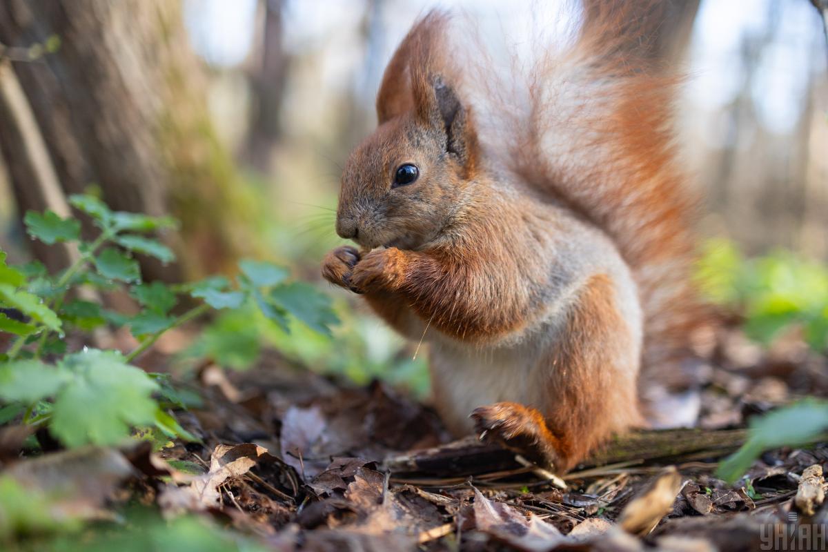 17 квітня у Києві температура знизиться на кілька градусів. 1 17 квітня в Києві стане на кілька градусів свіжіше