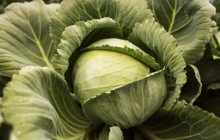 Ціни на капусту в Україні у 2026 році – які зміни відбулися у квітні, яка вартість цього овоча – новини України. 1