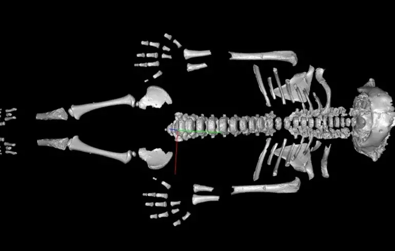 Дослідження показали, що неандертальці в дитячому віці розвивалися швидше, ніж сучасні діти. Вчені пояснили причини цього явища. 1