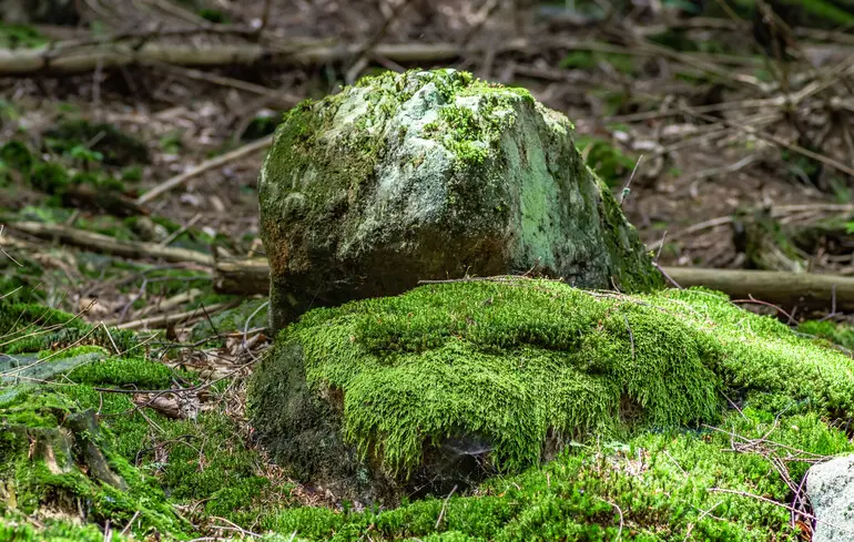 ФБР вжило заходів проти грабіжників гробниць, використавши мох. Як це вдалося реалізувати, розповідають науковці. 1