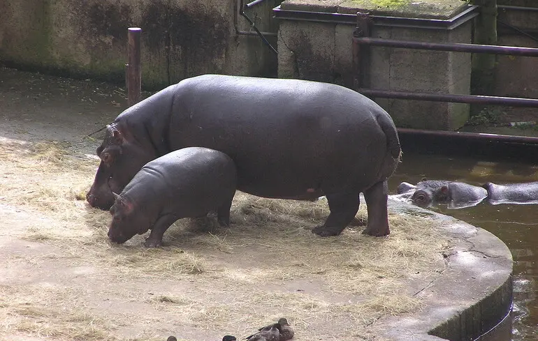 Гіпопотамам Ескобара загрожує небезпека - Колумбія надала дозвіл на їх відстріл. 1