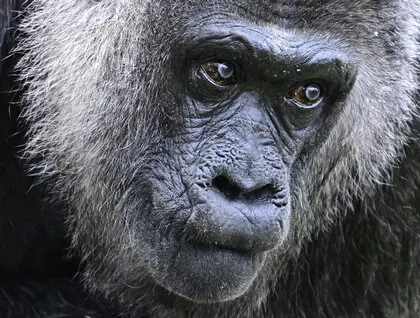 Найдавніша горила на планеті - Фату з Берлінського зоопарку відзначає своє 69-річчя - світлини. 3