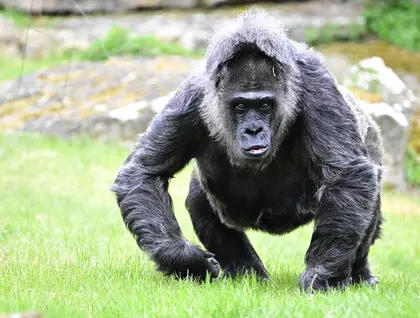 Найдавніша горила на планеті - Фату з Берлінського зоопарку відзначає своє 69-річчя - світлини. 2