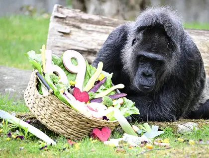 Найдавніша горила на планеті - Фату з Берлінського зоопарку відзначає своє 69-річчя - світлини. 1