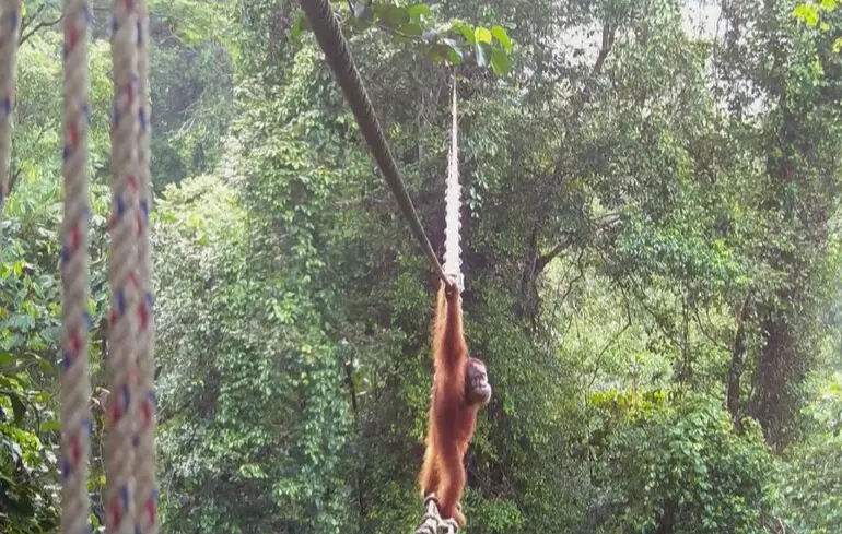 Орангутан освоїв використання мосту, зведеного людьми – з’явилося відео. 1