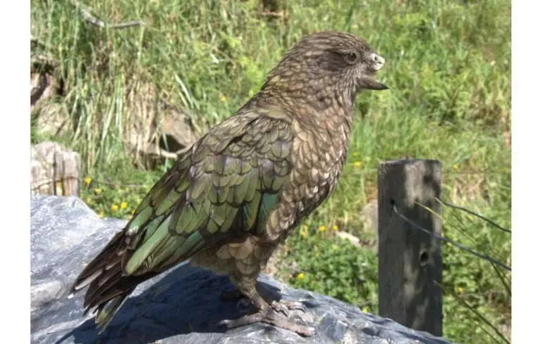 Папуга з пошкодженим дзьобом зміг стати лідером у своїй групі. Які його дії та як він виглядає - дивіться на фото. 1