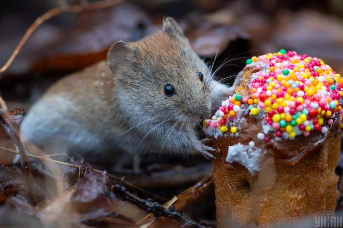 Синоптик розказав, яка погода буде в Україні на великодні вихідні