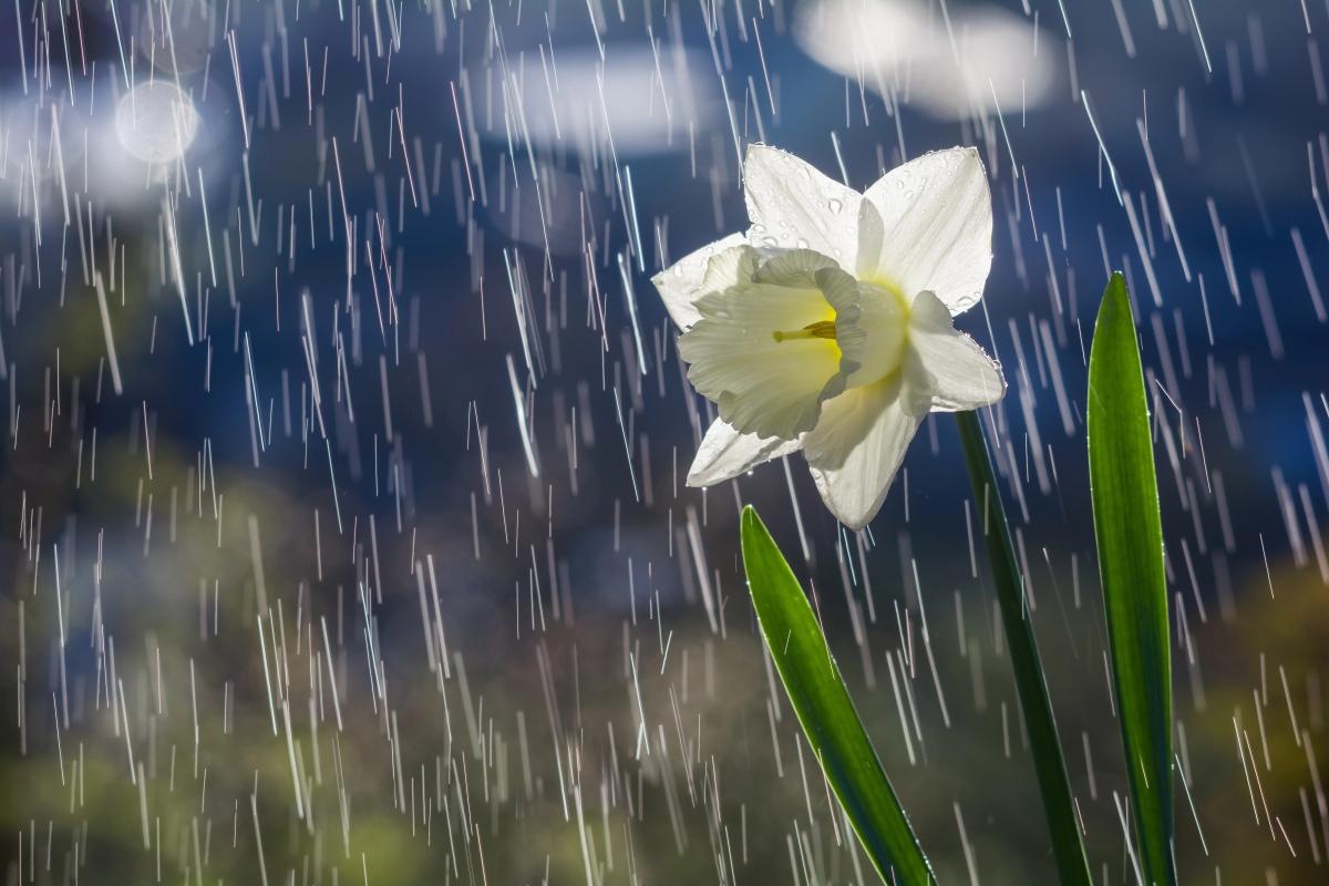 Синоптик повідомив про дощі, пориви вітру та зниження температури в Україні: в яких регіонах очікуються погіршення погодних умов. 1 Синоптик розказав про дощі, вітер та похолодання в Україні: де зіпсується погода