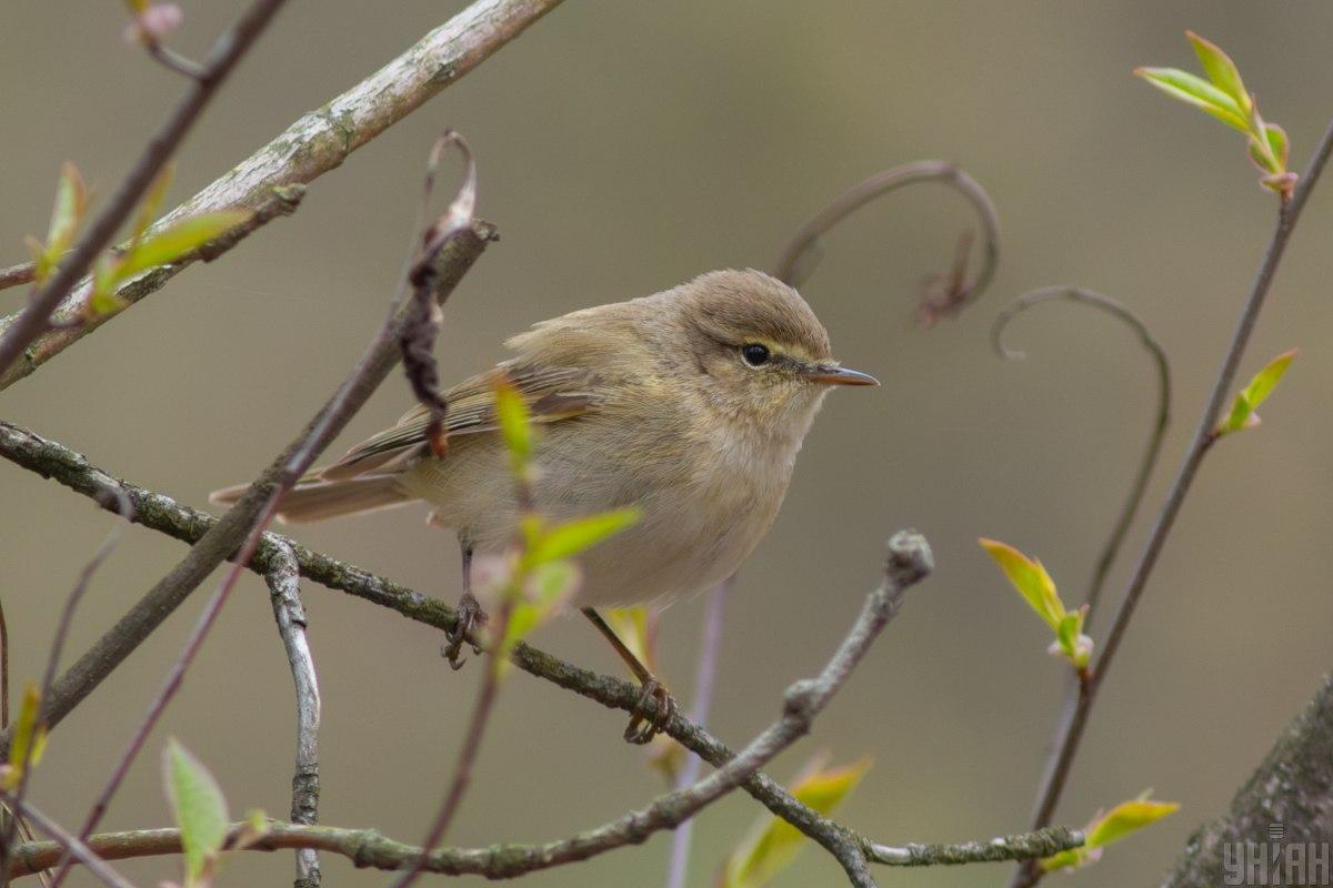 Суттєвого потепління найближчим часом не слід очікувати: метеоролог розчарував українців своїм прогнозом. 1 Суттєвого тепла поки чекати не варто: синоптик засмутив українців прогнозом