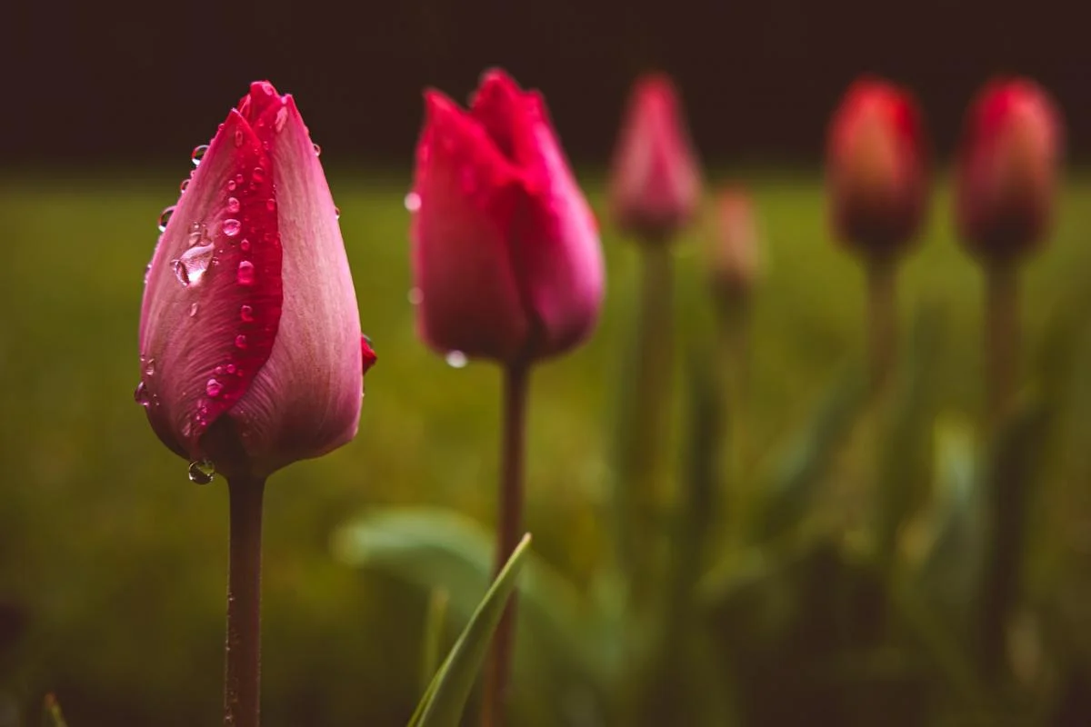 У четвер Україну розігріє до +18&deg;, але частину країни накриють дощі