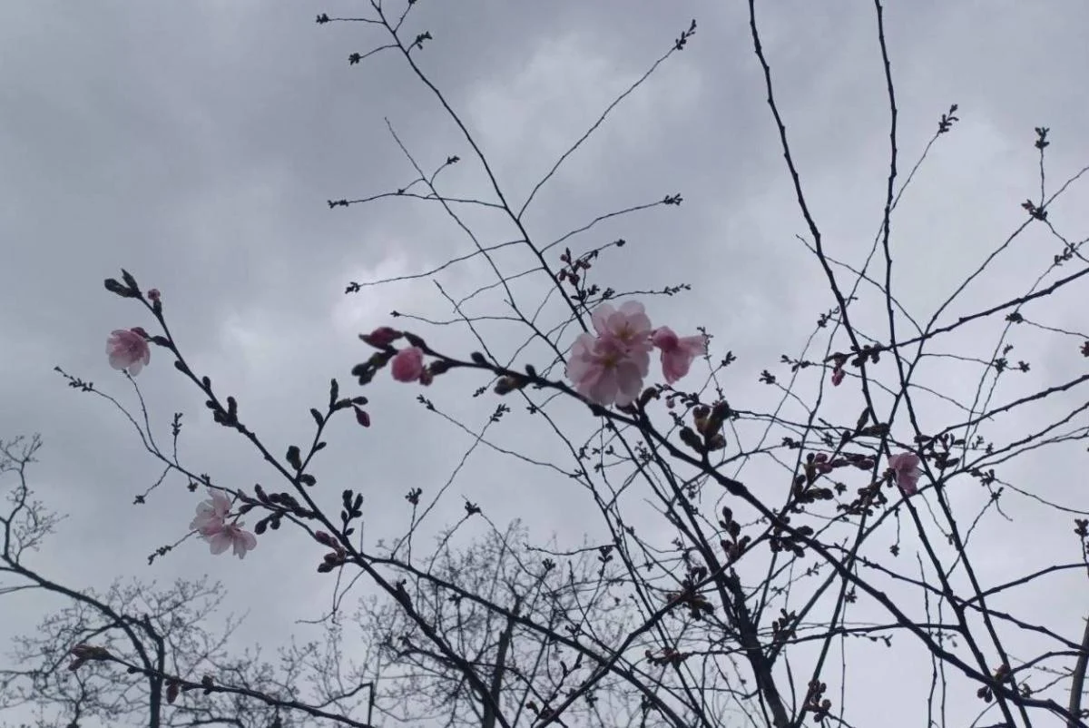 У Києві почався сезон цвітіння сакур та магнолій: де їх можна побачити