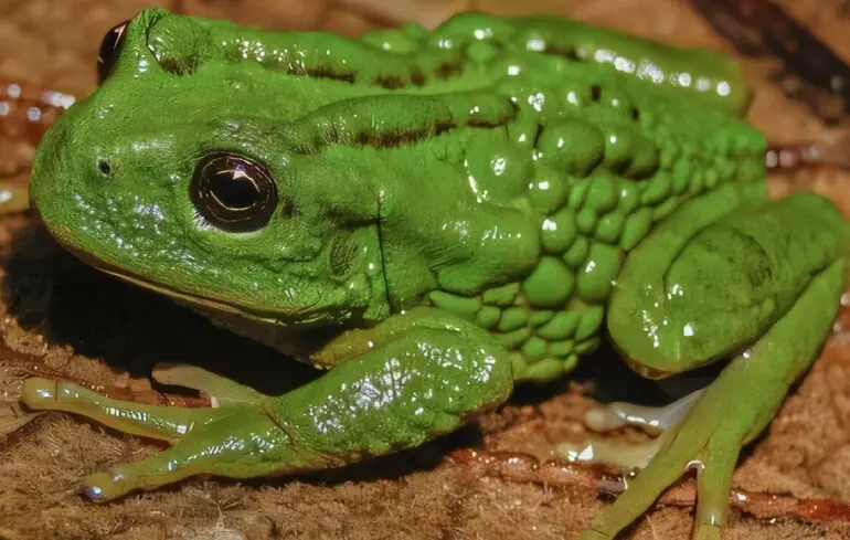 У Перу виявили новий вид жаб, які виношують свої яйця на спині. 1
