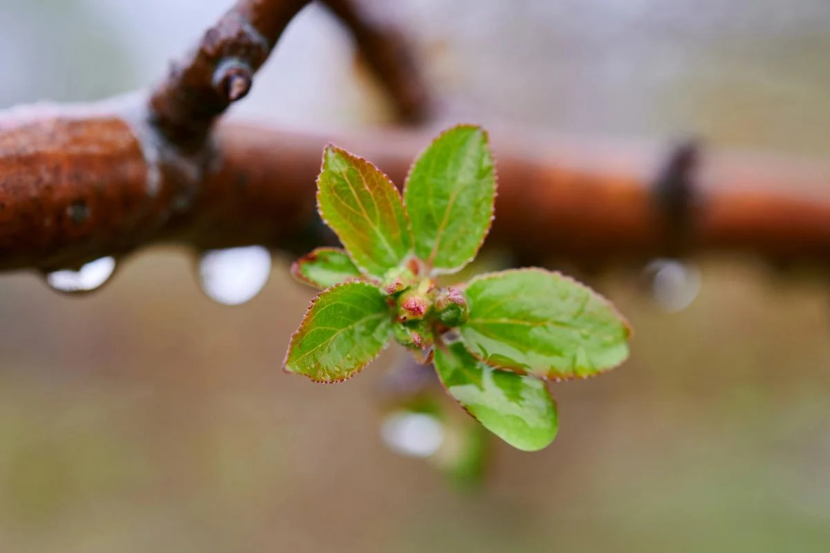 Середина тижня принесе Україні підвищення температури до +19°, проте опади не припиняться, повідомила синоптикиня Діденко. 1 У середині тижня Україну розігріє до +19°, але дощі продовжаться, - синоптикиня Діденко