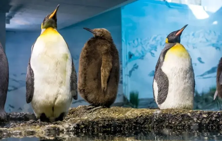 Утримання пінгвінів у зоопарках негативно впливає на їхнє здоров'я, оскільки ці птахи старіють швидше, ніж їхні побратими в природному середовищі. Утримання пінгвінів у зоопарках негативно впливає на їхнє здоров'я, оскільки ці птахи старіють швидше, ніж їхні побратими в природному середовищі. 1