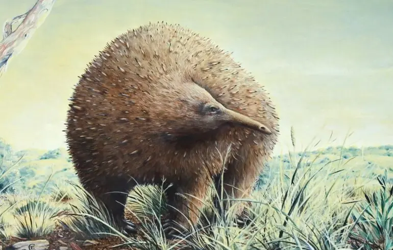 Вчені розкрили інформацію про гігантську єхидну, що існувала в Австралії, описуючи особливості стародавніх велетенських тварин. 1