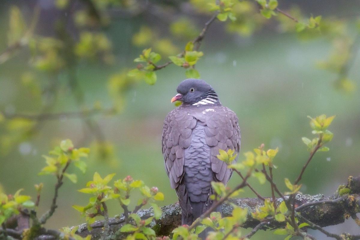 Завтра в Україні очікуються дощі, проте є й позитивний аспект, зазначила Діденко. 1 Завтра українців чекають дощі, але є приємний момент, - Діденко