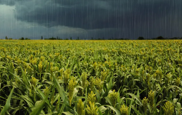 Зростання на документах - що приховано за доходами агрокомпаній України. 1